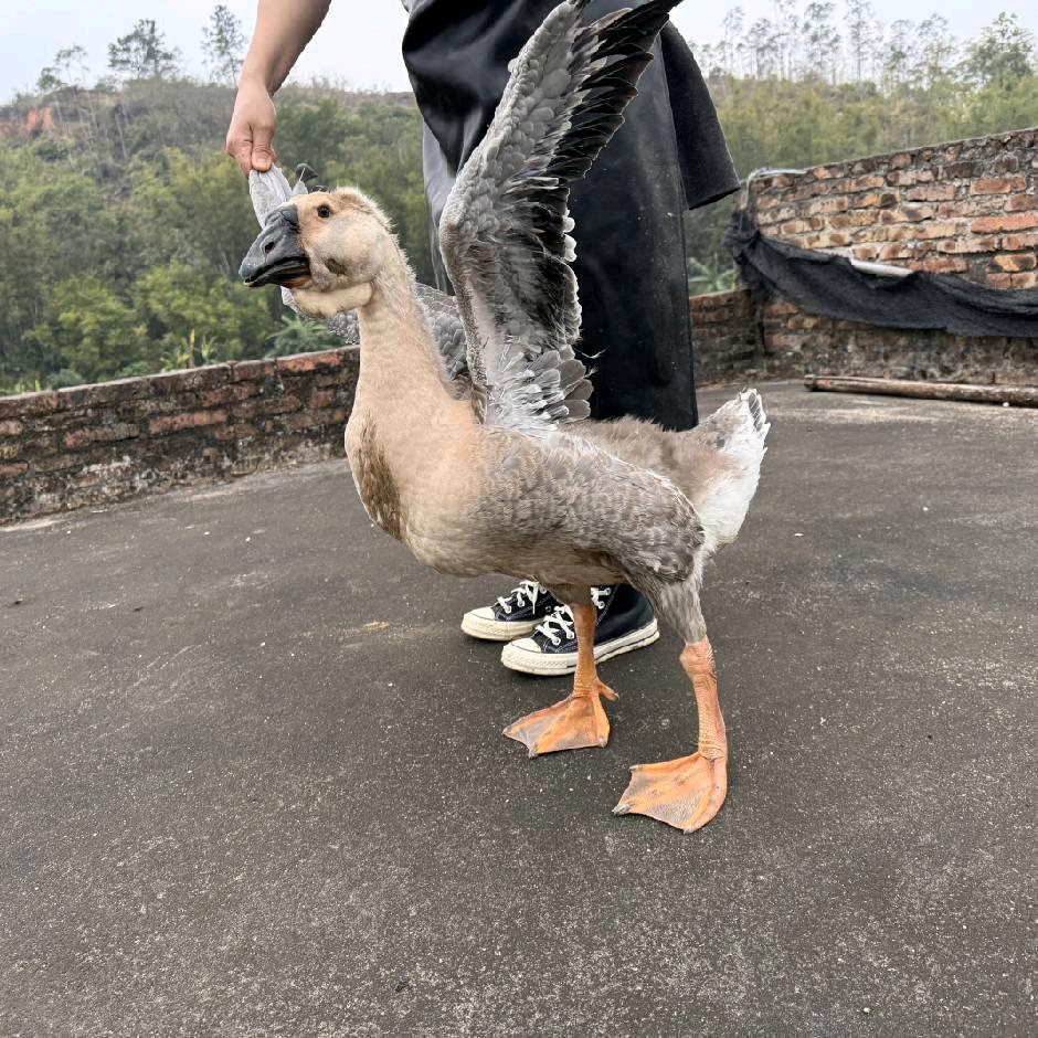 客家吕氏养殖基地