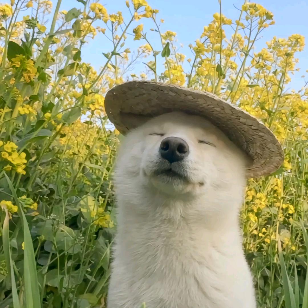 皮蛋瘦肉周