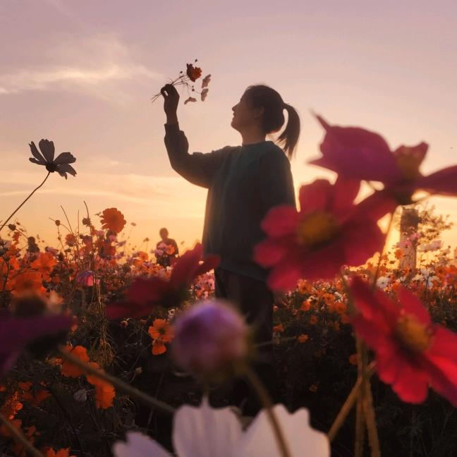灼灼桃花梁
