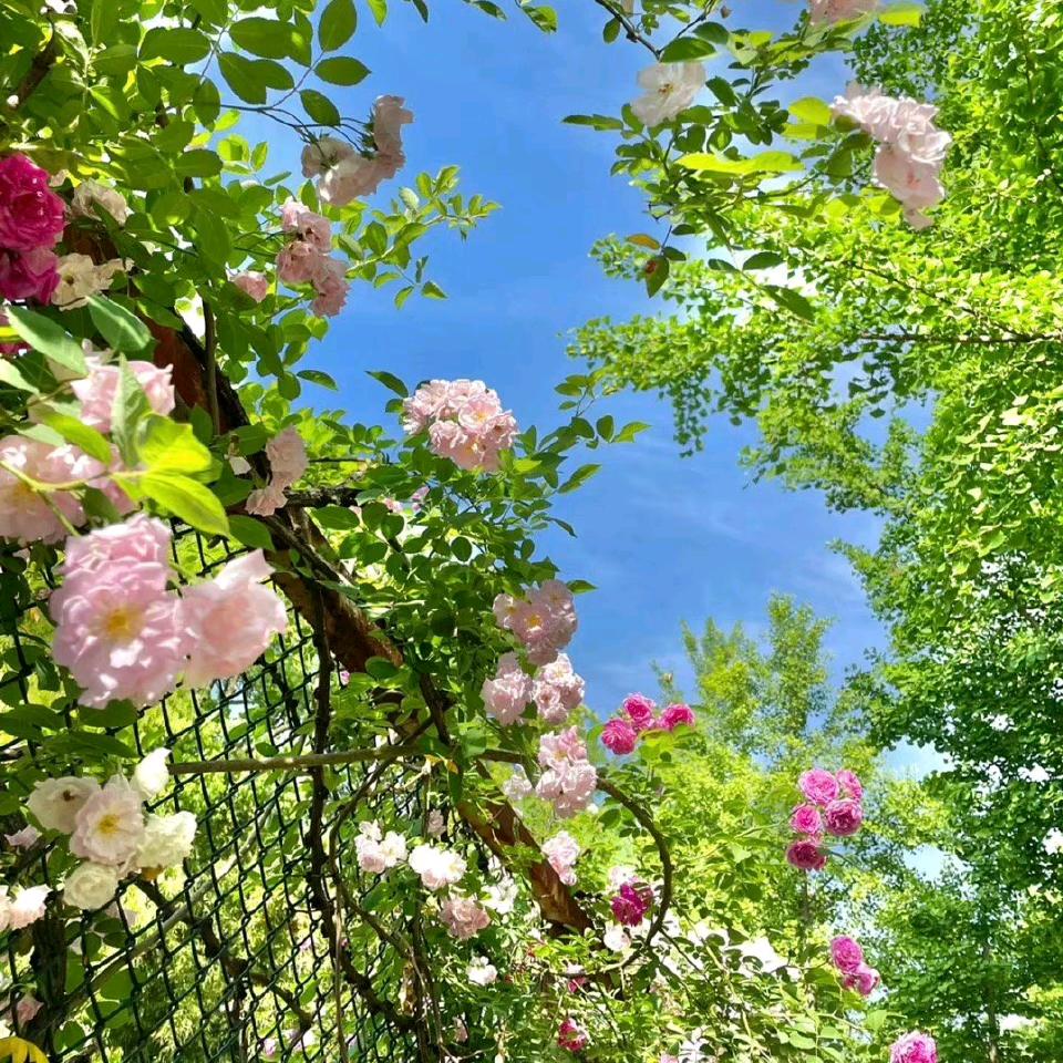 夏夏夏夏夏夏夏