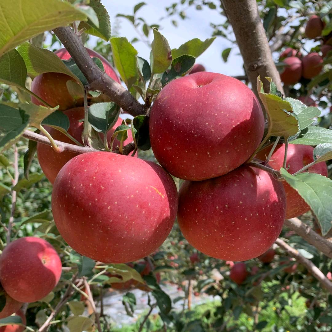 步步升【 橱窗好物】