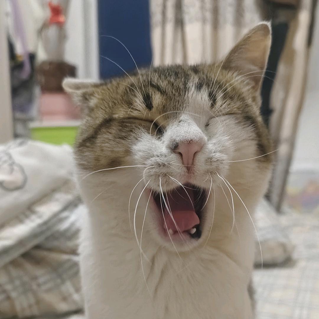 咪