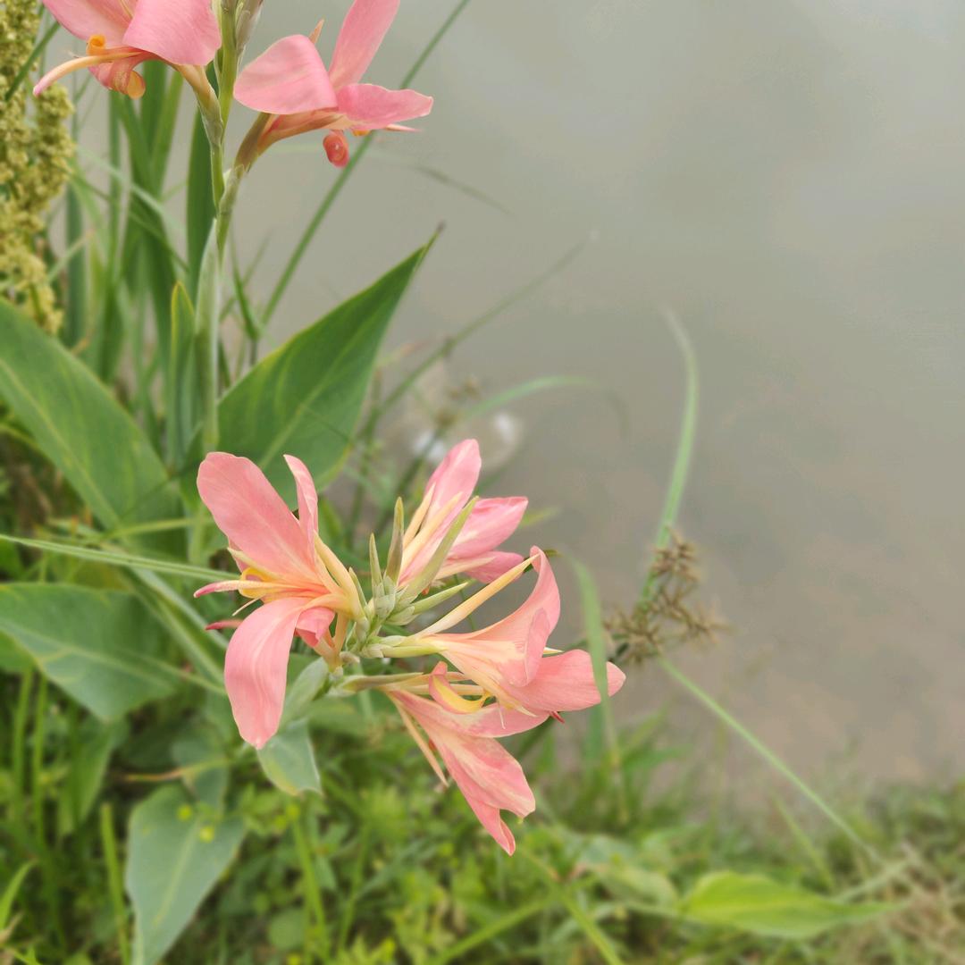千户🍀月嫂魏老师