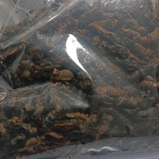 化茧成蝶