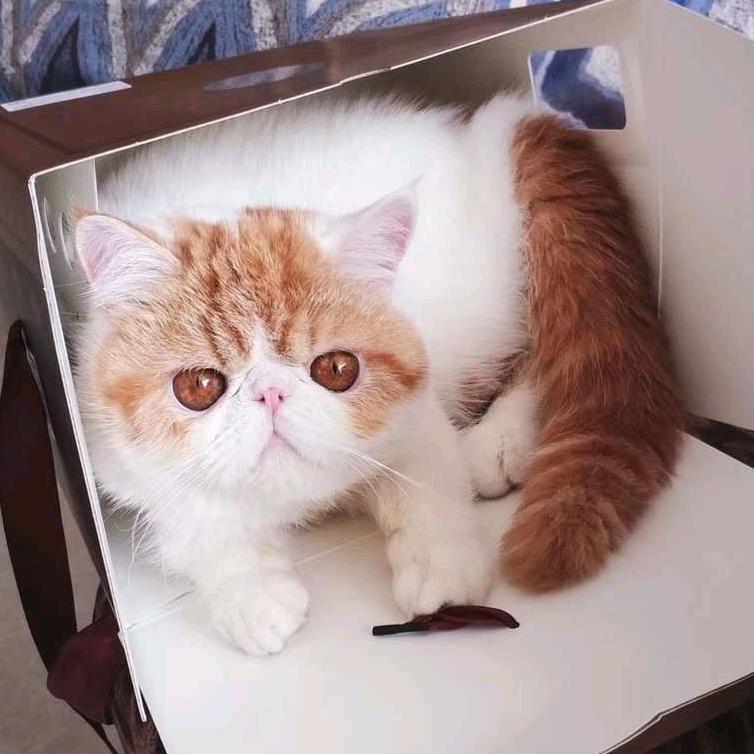 子樱 小猫子