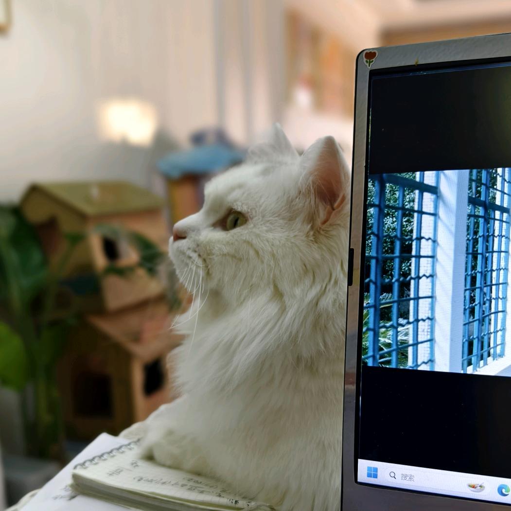 许愿池畔的猫。