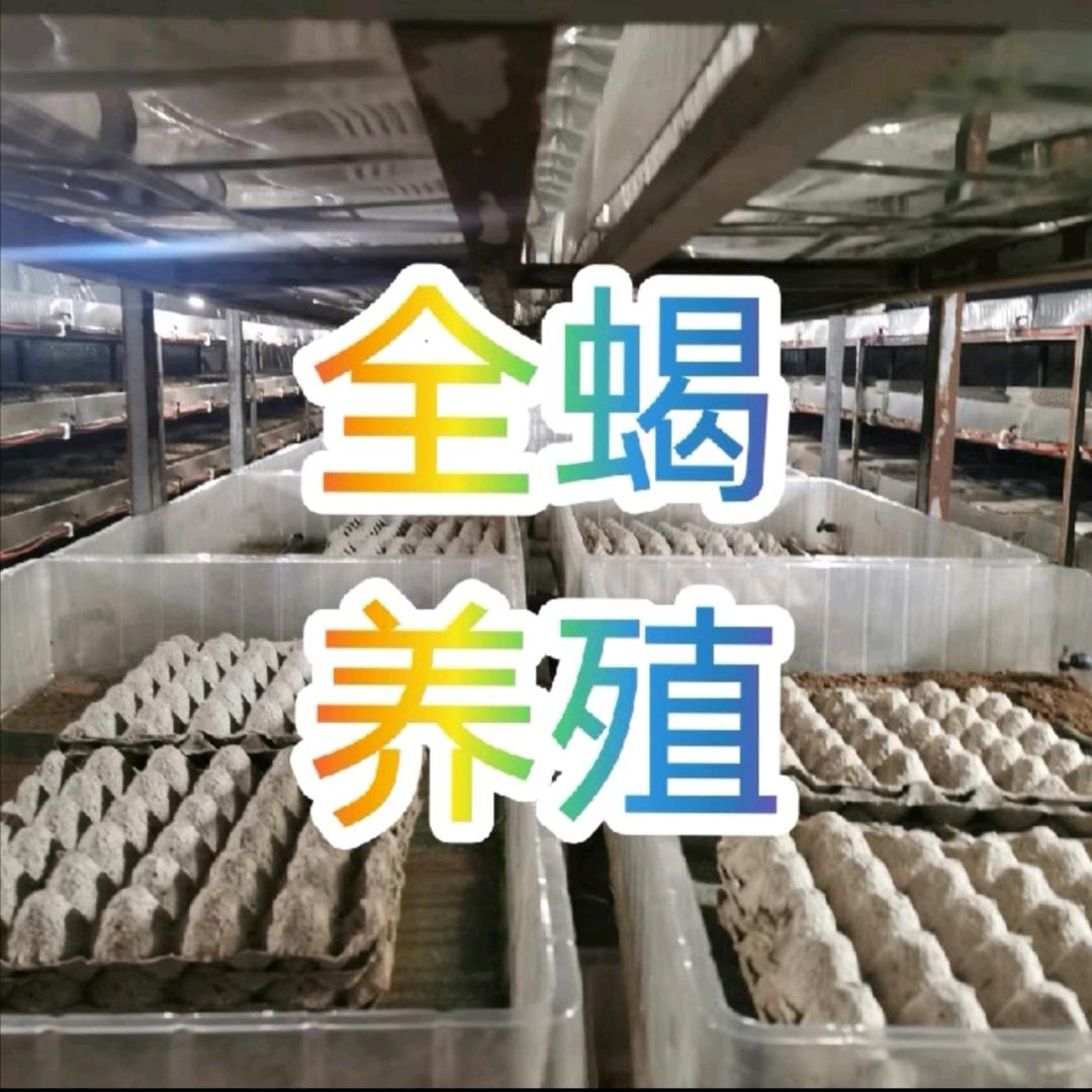 养蝎子的李闯