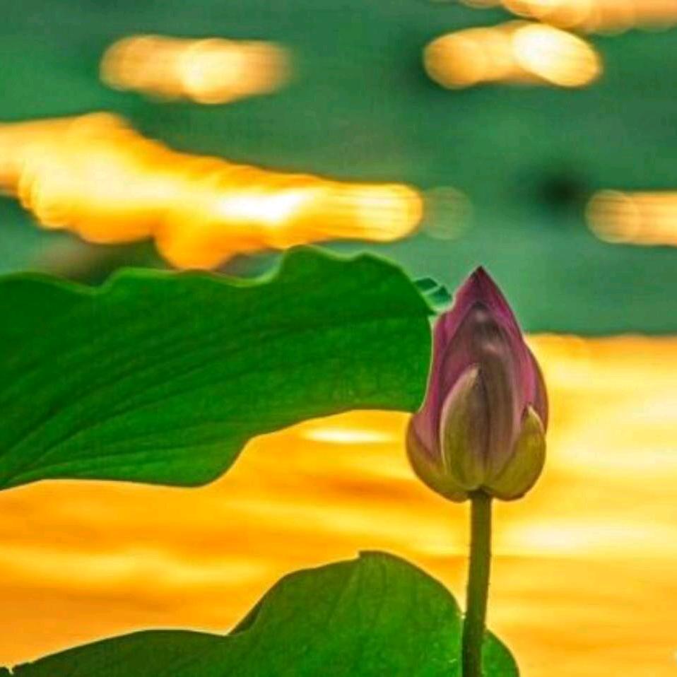 道法自然宁静致远