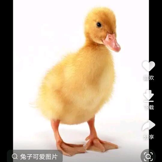 一只小鸭