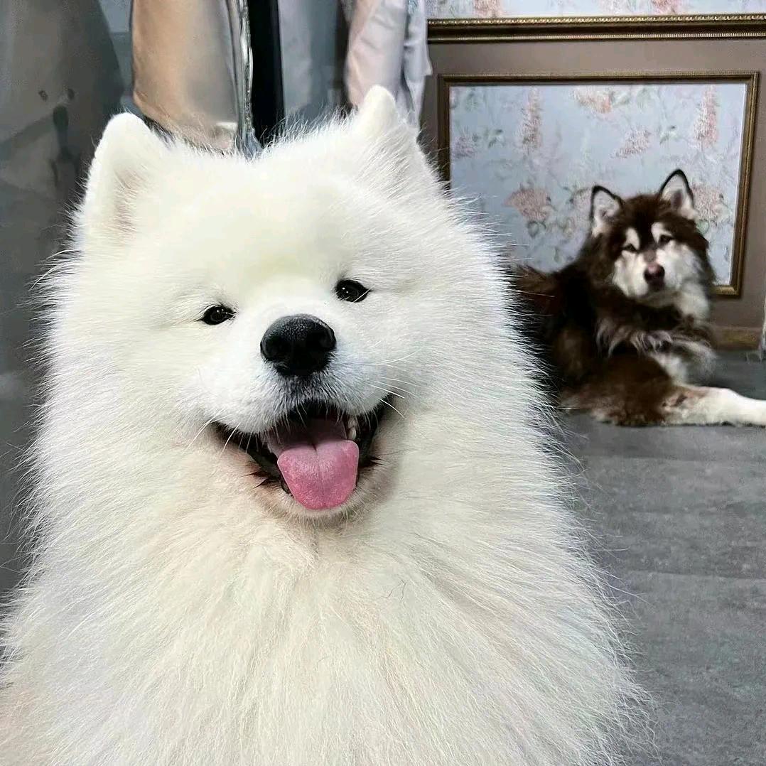 希希（打不过可大欣欣版）