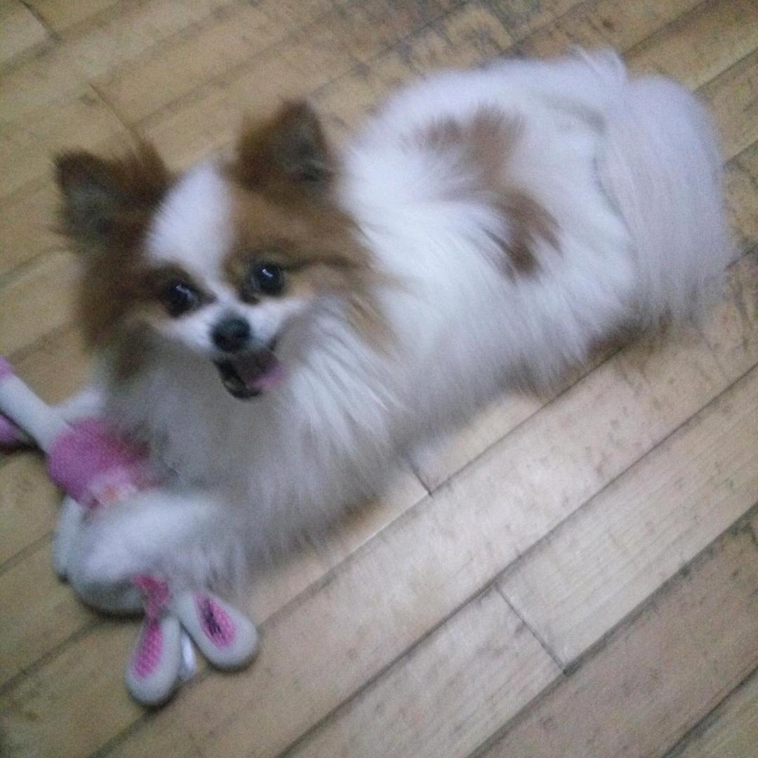 🐬🐬蓝色妖姬🐬🐬🐬