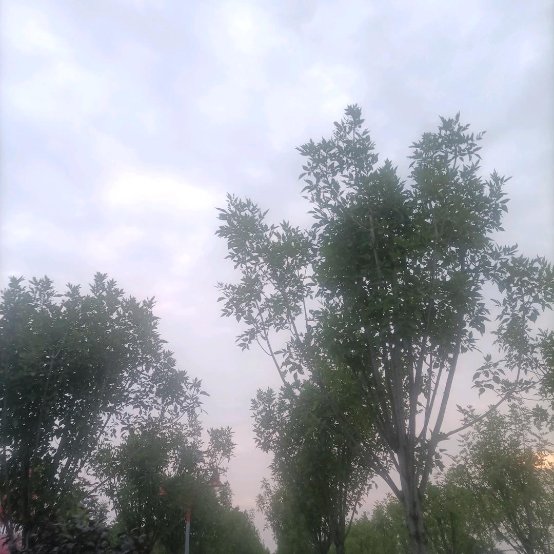 南篱旧事