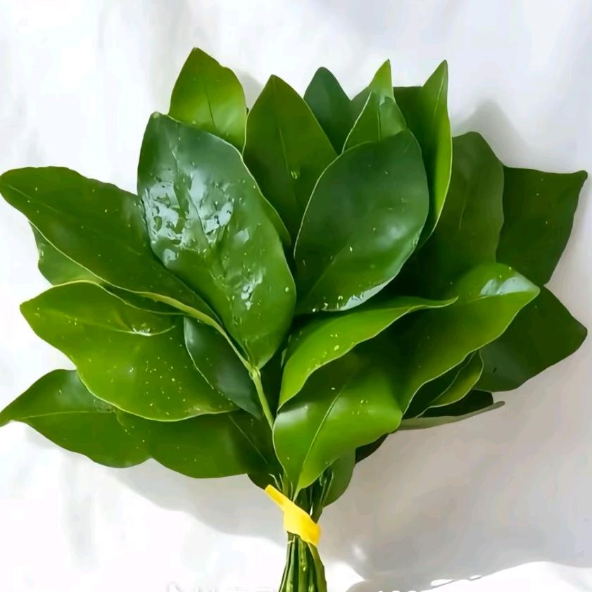 萤 火