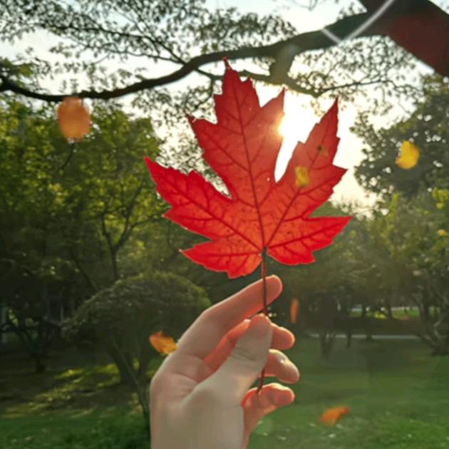 如你所愿(˵¯͒〰¯͒˵)