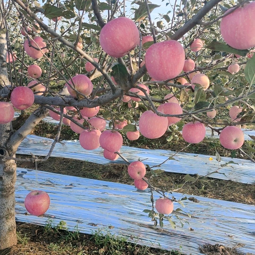 红尘碟恋🎄🌹((❤️⥎❤️))🌹