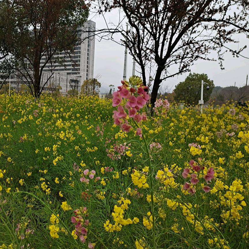 江农蘑菇