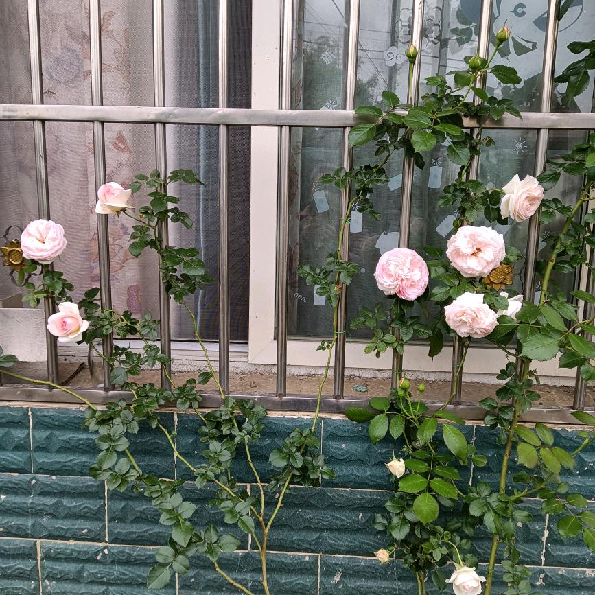 平淡生活最快乐