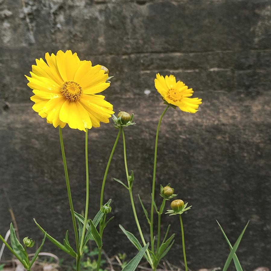 一米阳光