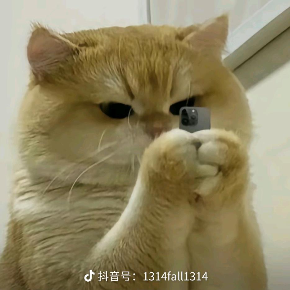朝阳初升sr