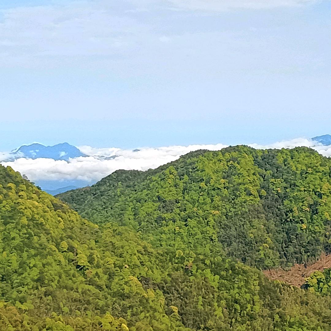 漠北飞鹰