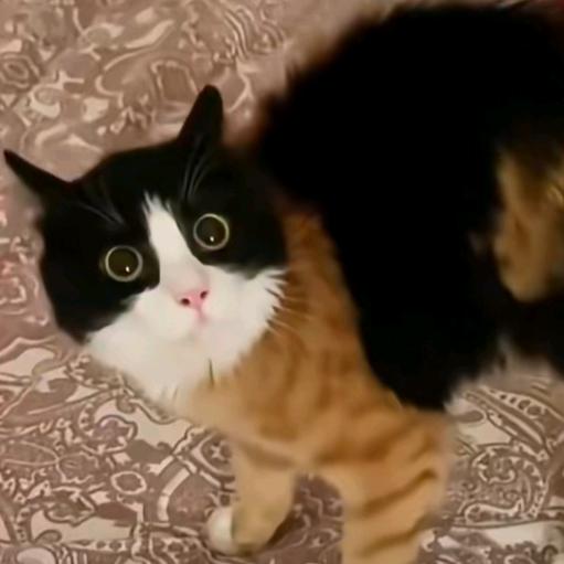 亿口蛋黄er（猫meme版）