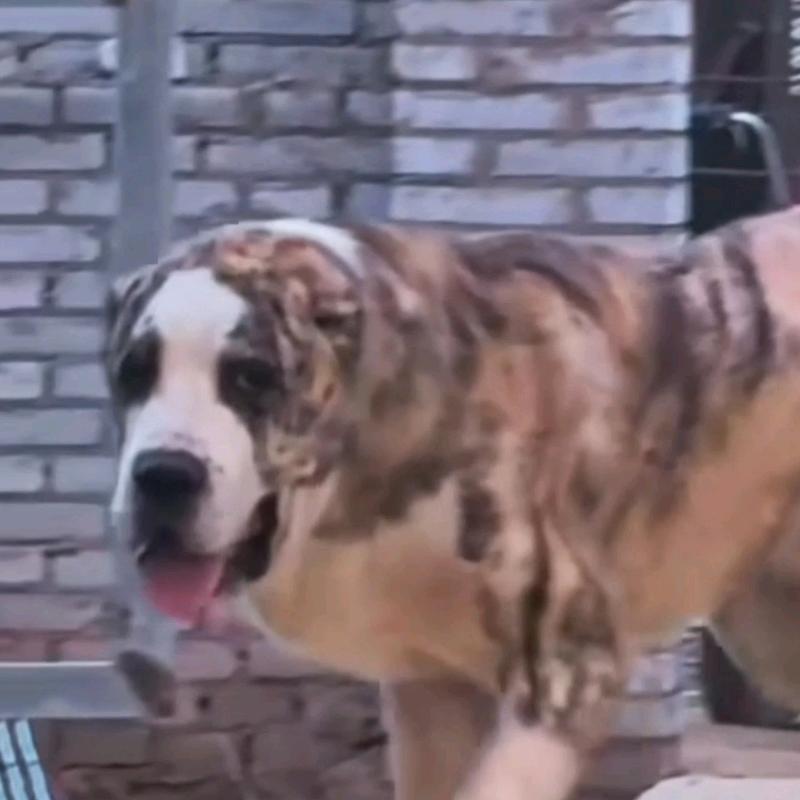 河南高端中亚繁殖基地