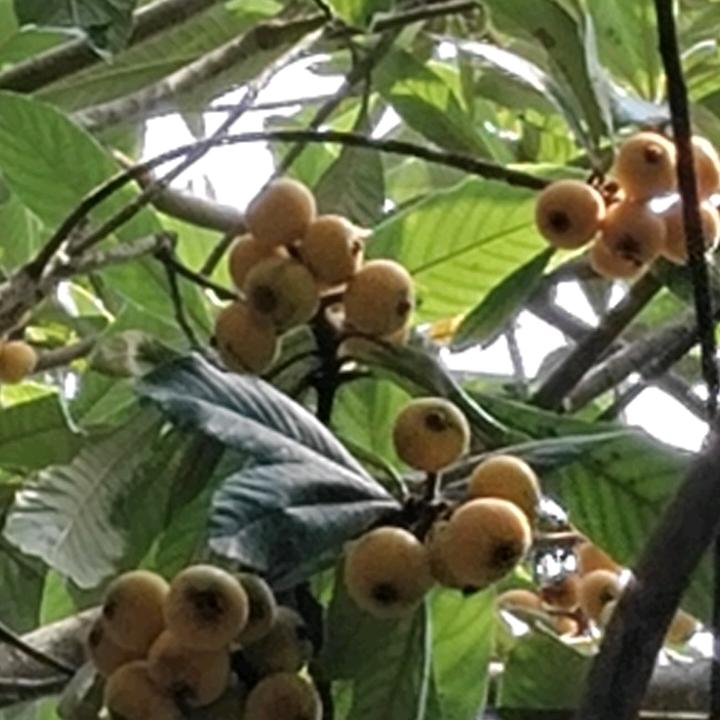 春日阳光