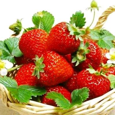 林州河顺草莓园🍓🍓