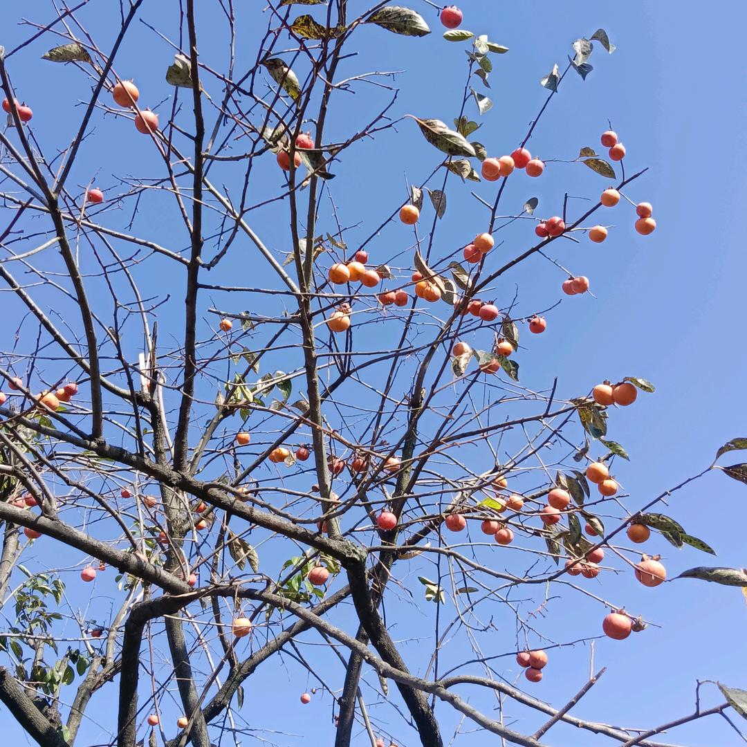 李子嘉