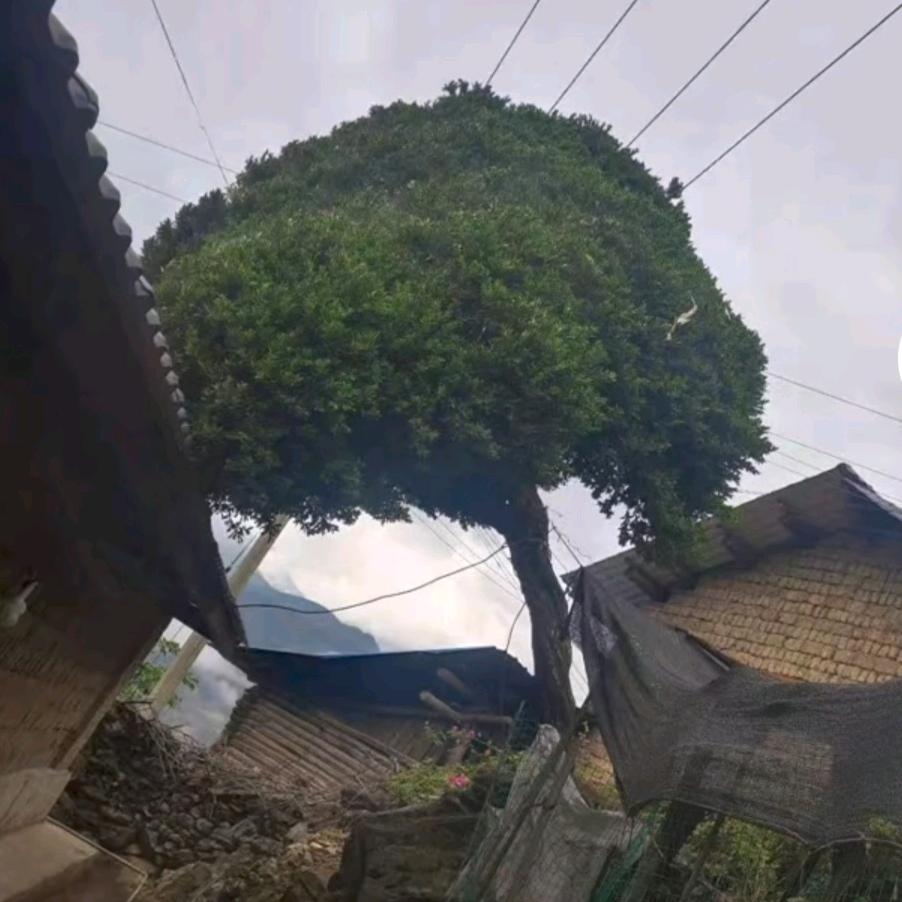 牛大力卐