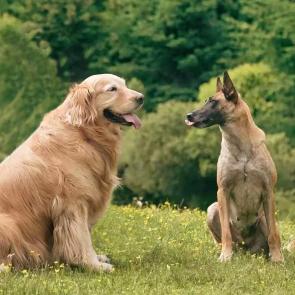 梦想家: 跟着小白去旅行