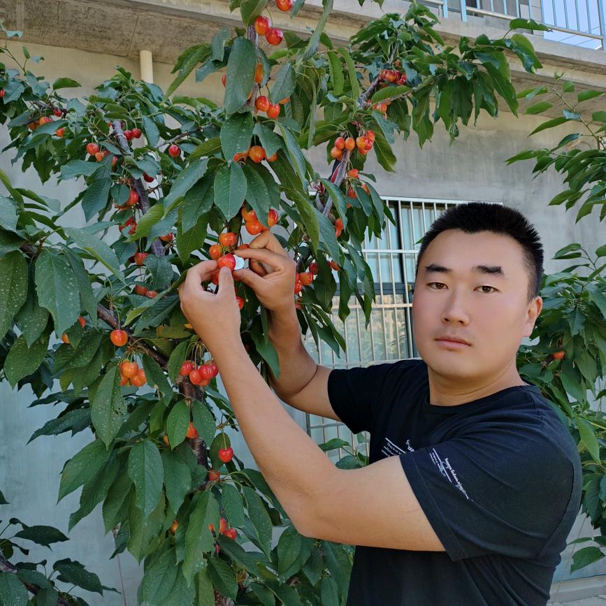樱桃苗种植技术交流(裕盛农业文化传播