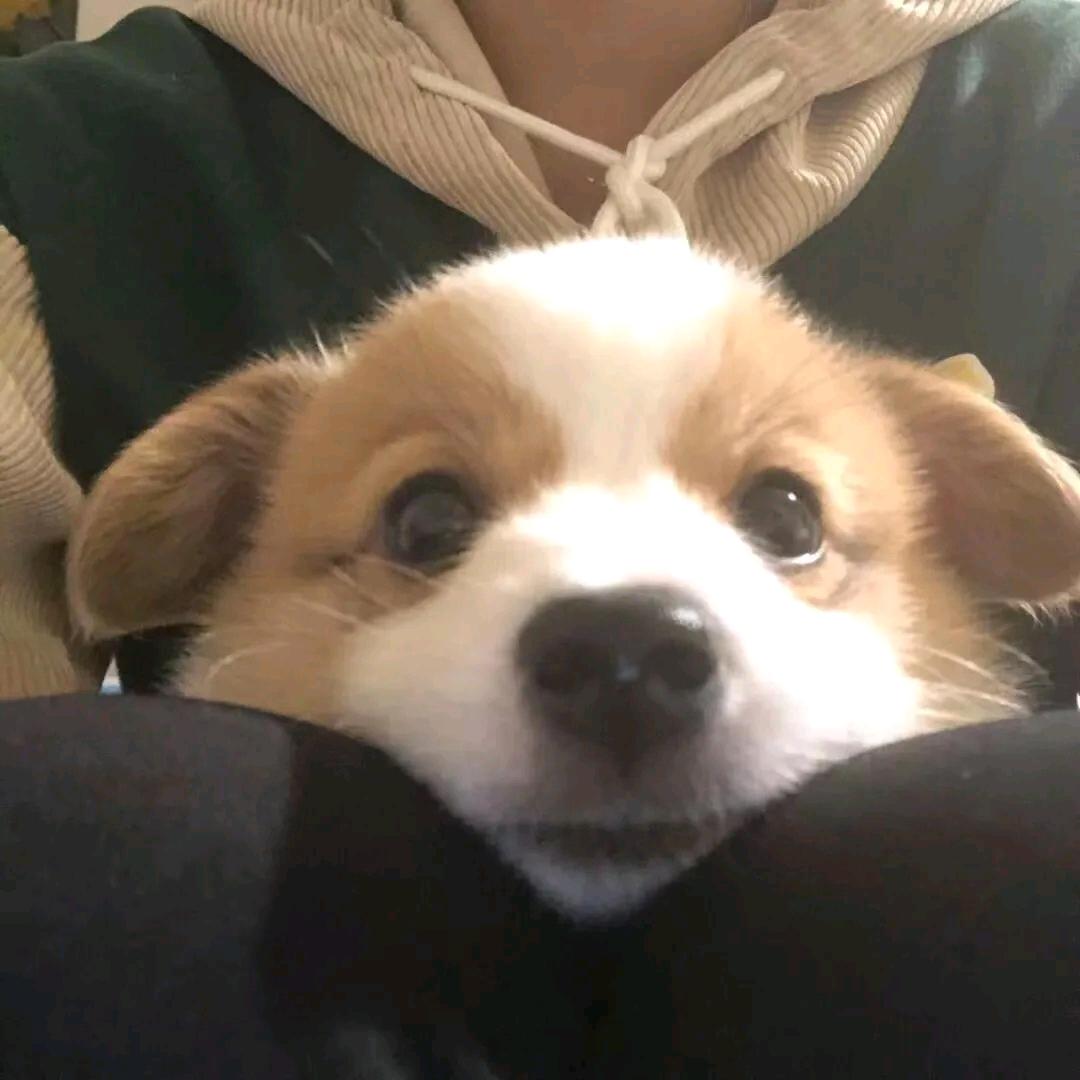 蛋蛋
