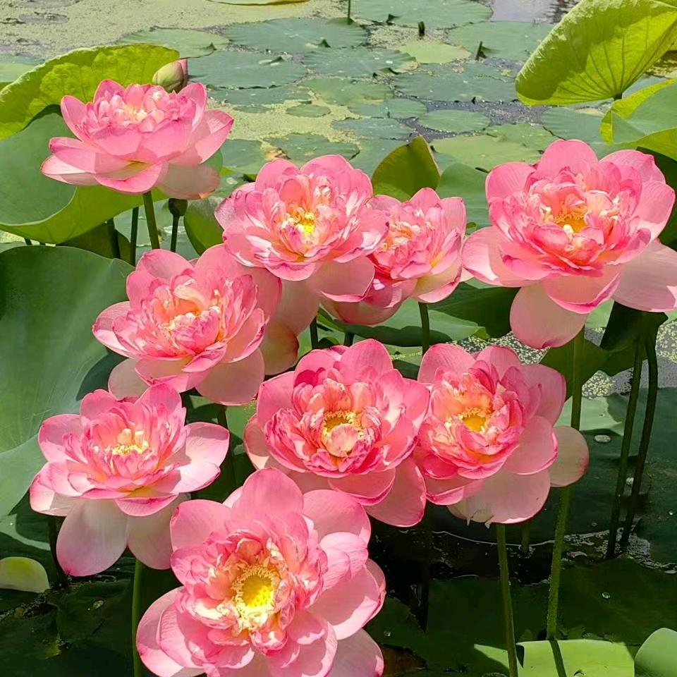 一芝
