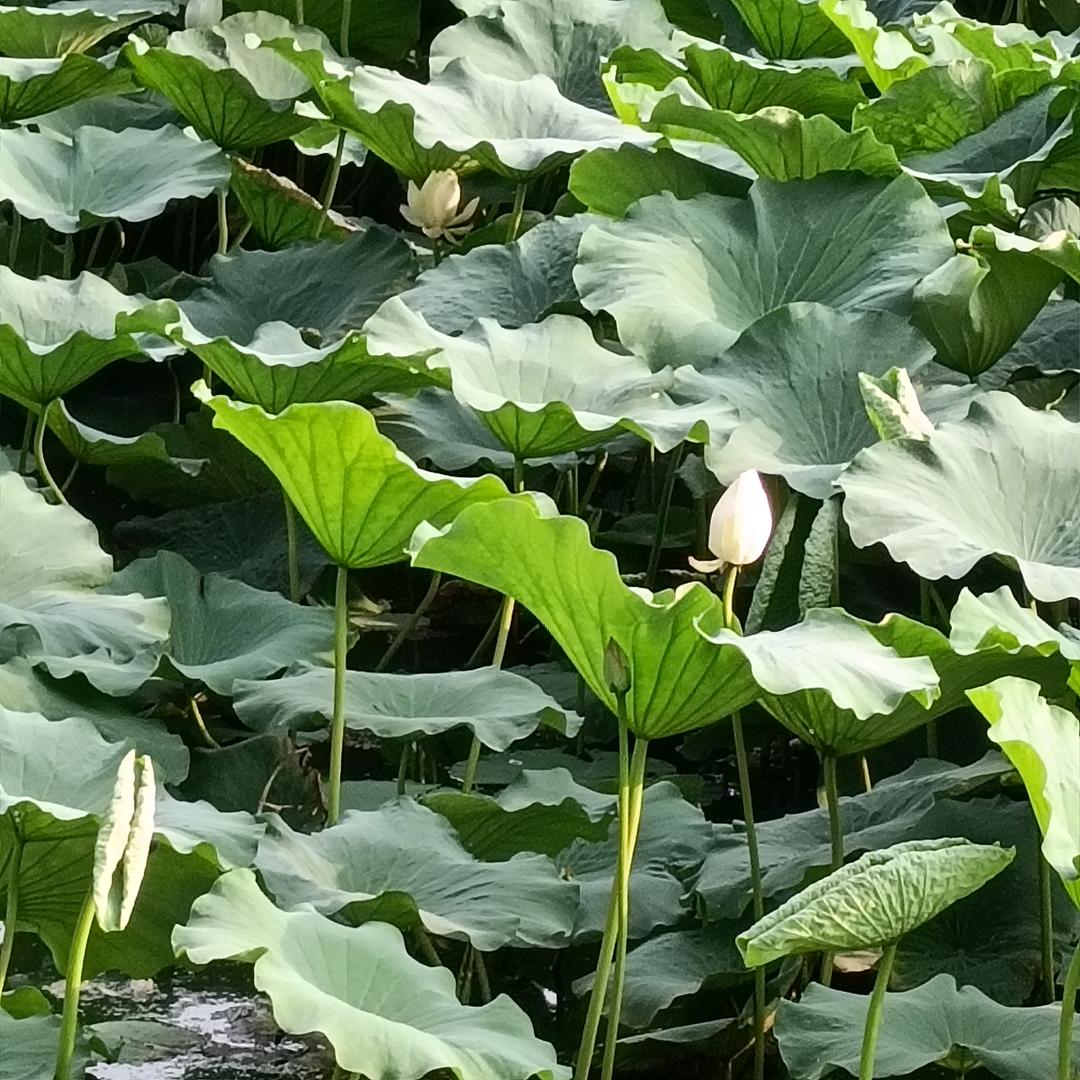 菲菲好物推荐