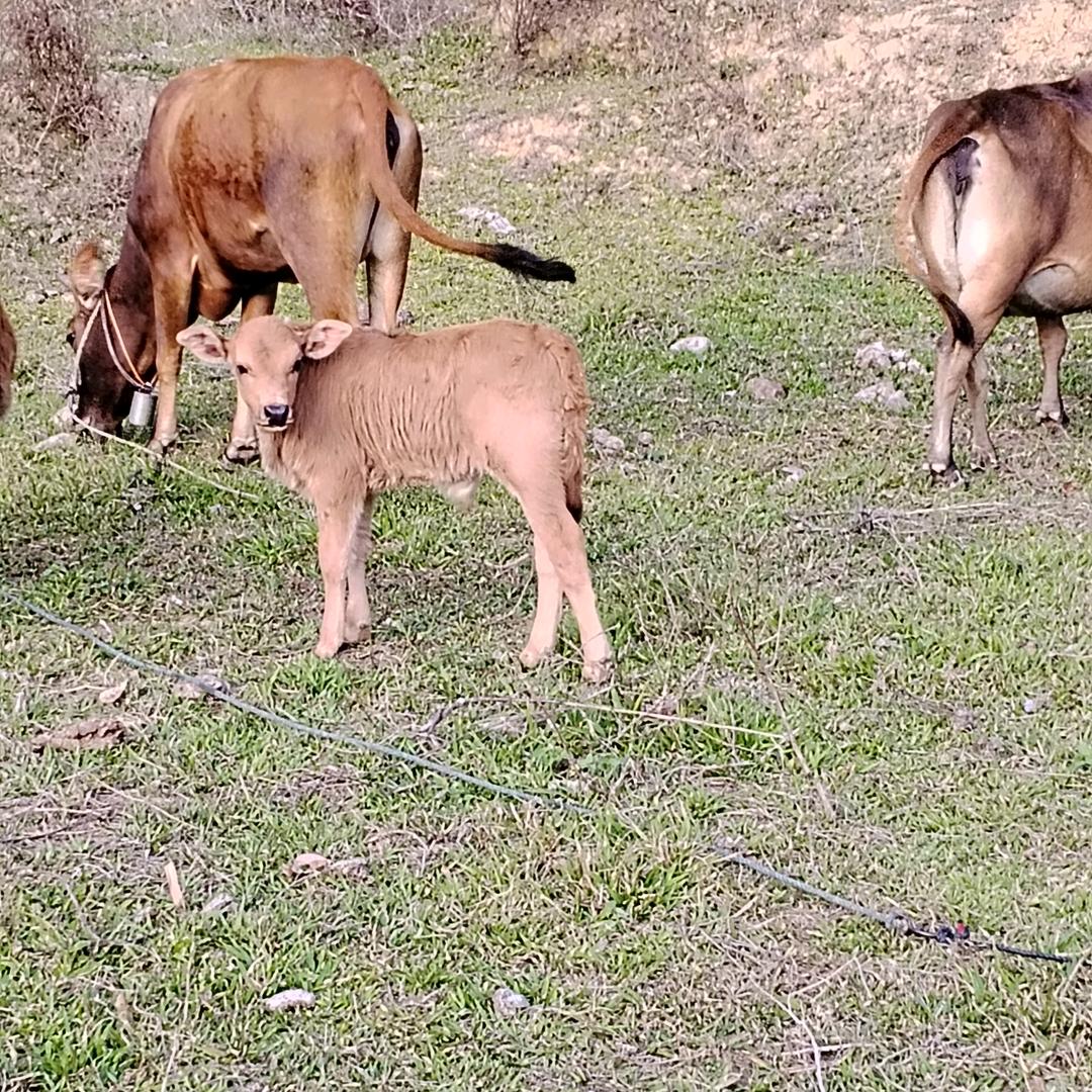茶阳东莞专线开着车掌牛