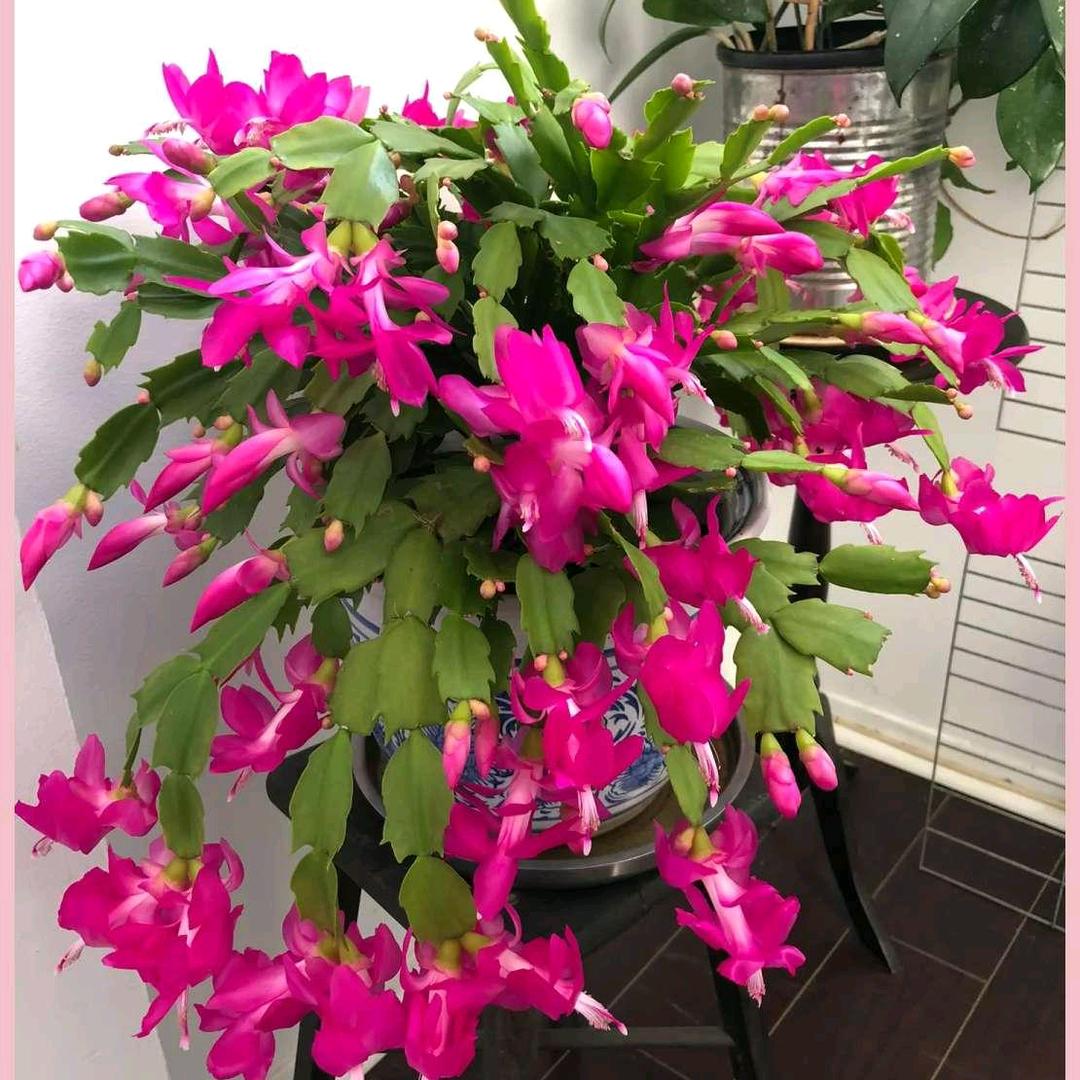 幸福花🌹