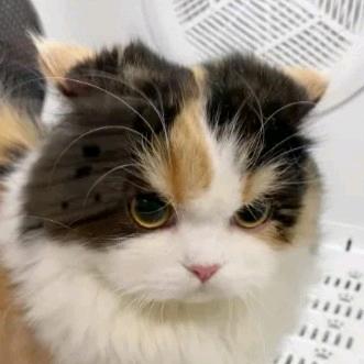 山中小雨阁外楼