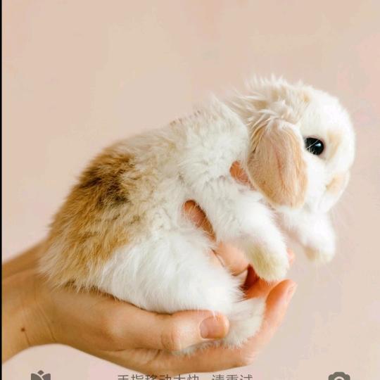 会吃窝边草的--兔子