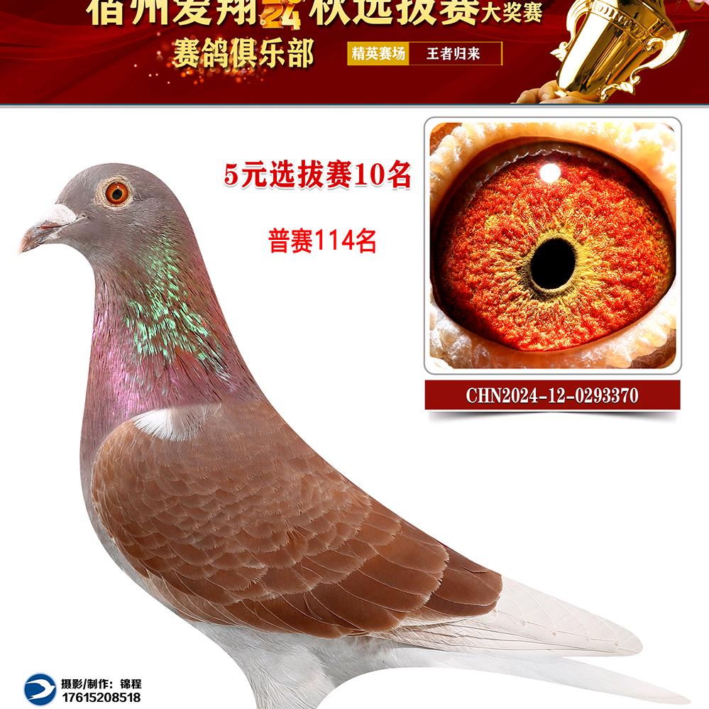 吉祥赛鸽