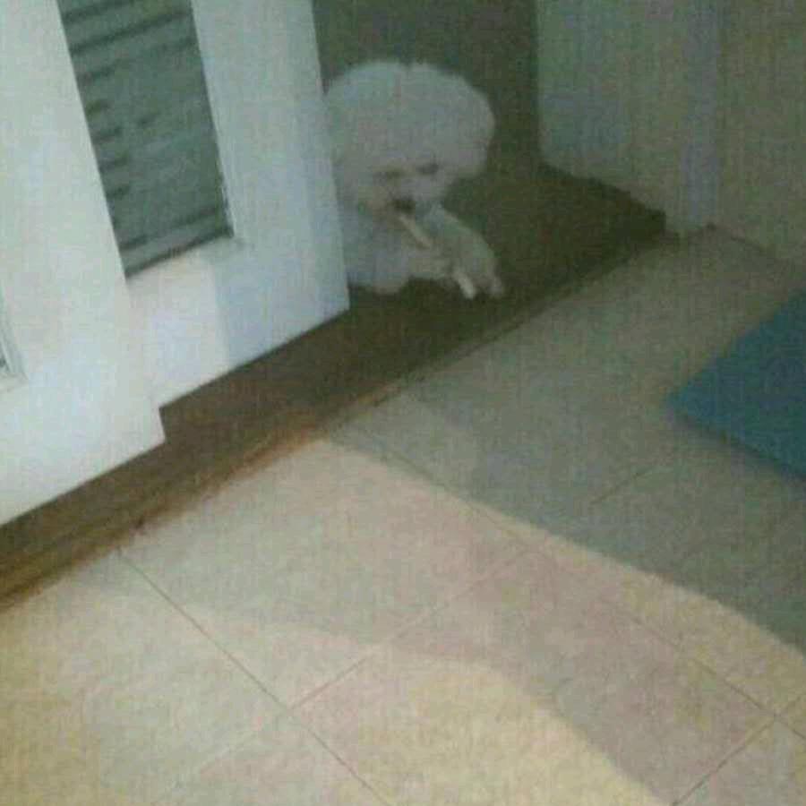 Lu 果果_lu 球球，