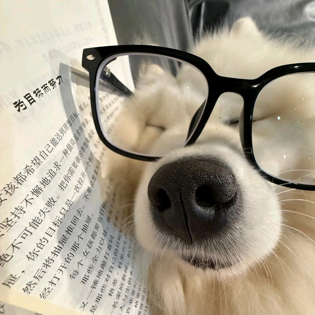 路过小狗行注目礼