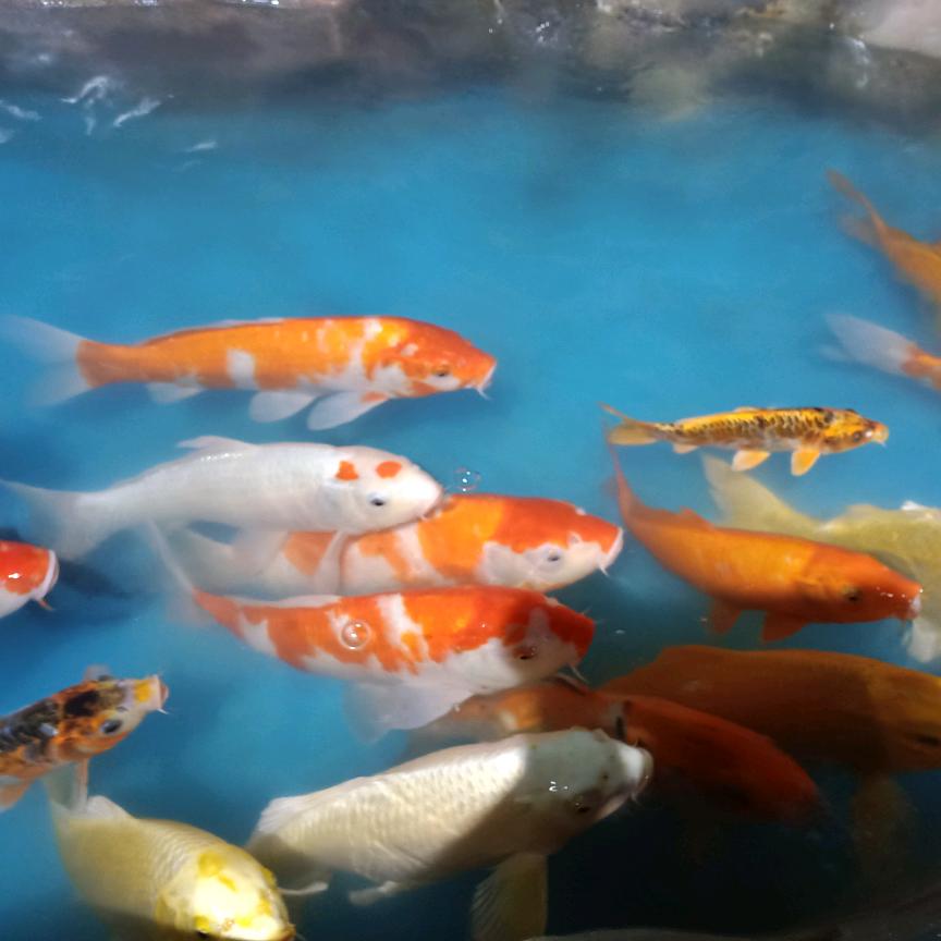 鹤鸣湖
