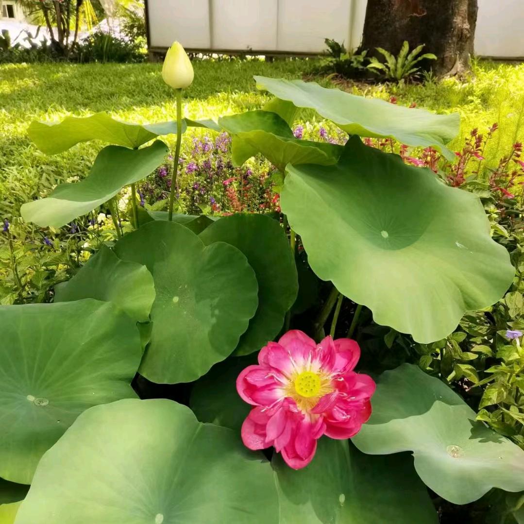 小包子（越流云）