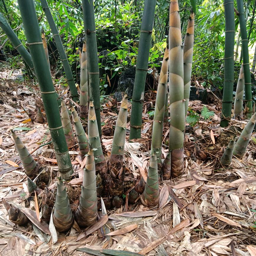英德石灰铺小吕土乡土味麻竹笋