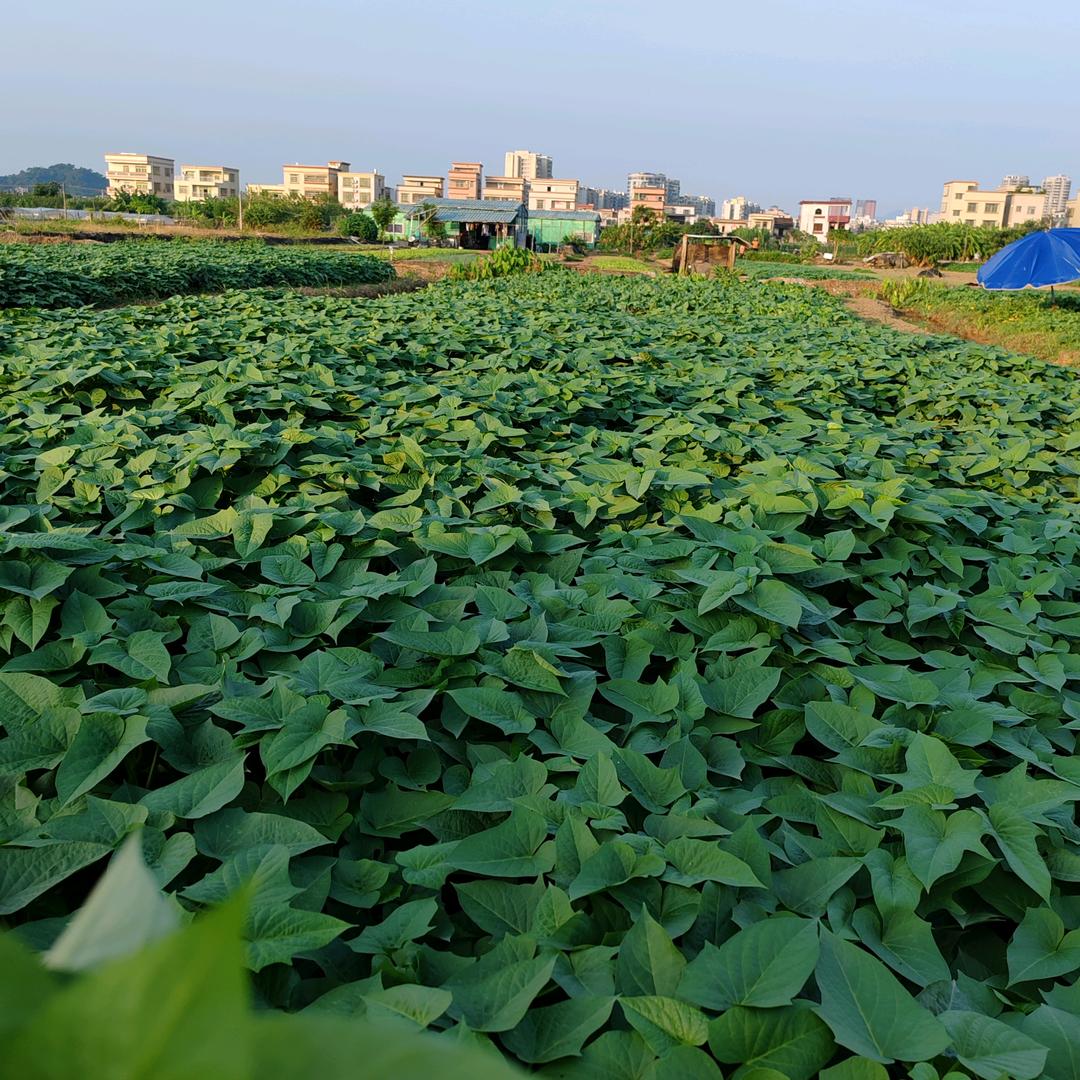 舒菜（有机蔬菜批发）
