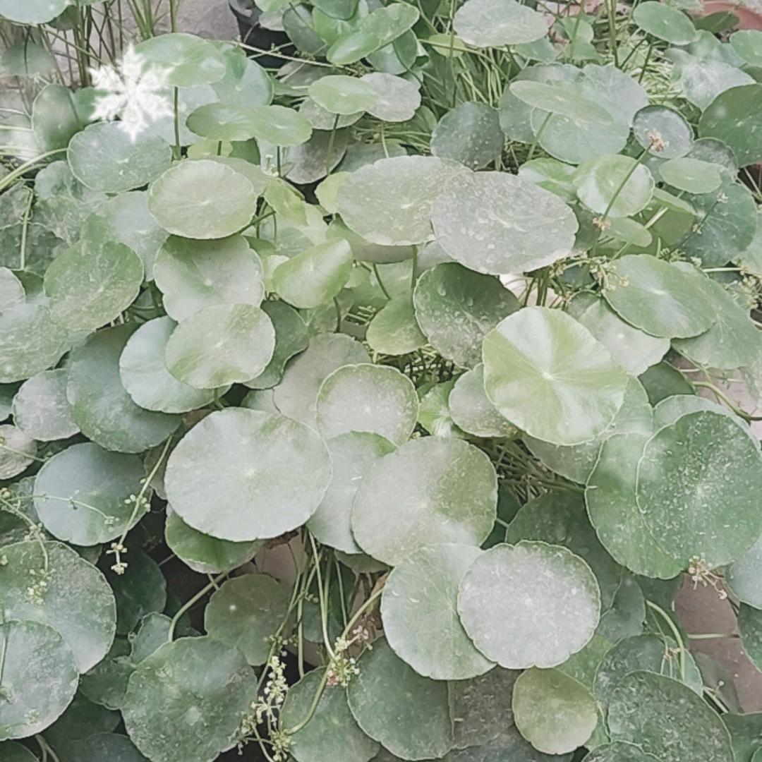 附近100米珍珠~~