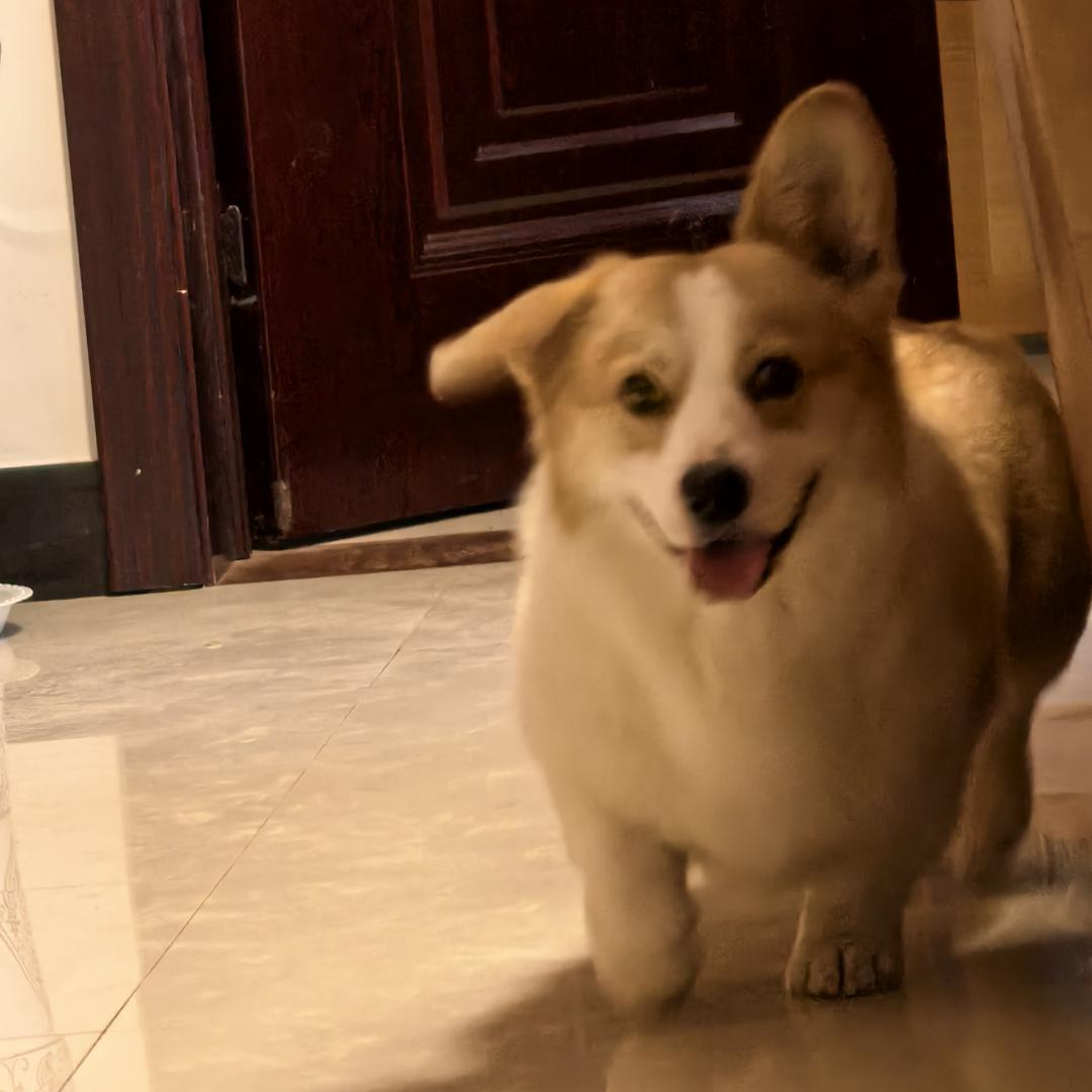 福福是只小柯基