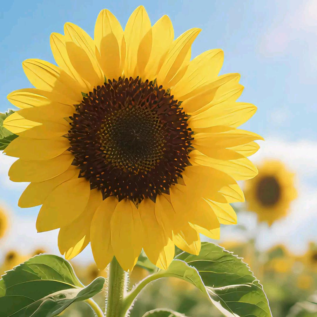 俞姐的乡村生活