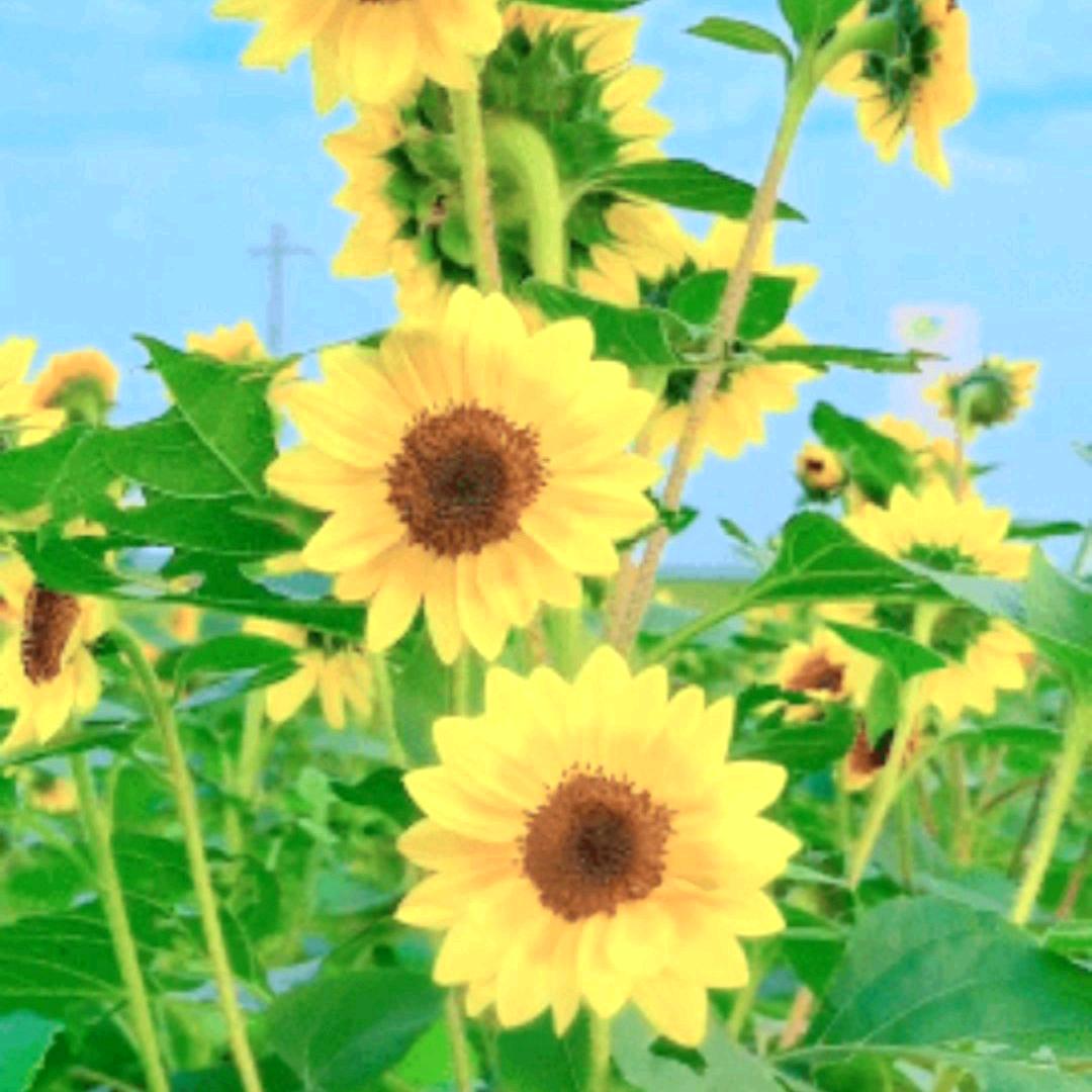 盼望